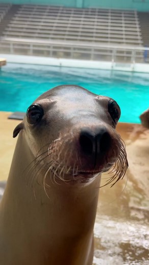 Well hello friend! (Volume up!) #mysticaquarium #californiasealion