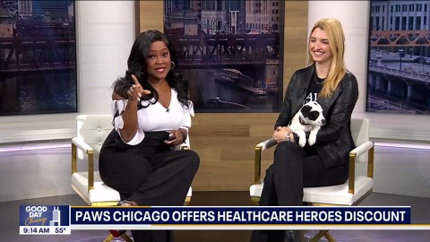 PAWS Chicago offers special pet adoption deal to thank healthcare workers