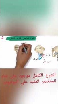 The skeletal system and wading belt #BiologyExplanation #Biology #ThirdYearSecondary #HighSchool2...