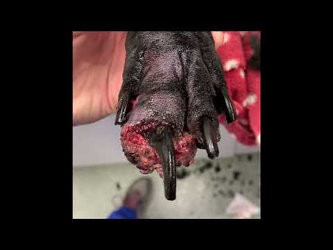 A Giant toenail is a sign of cancer. Amputation of a dog’s toe with biopsy results