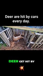 Content note: educational composting footage. Anyone else composting animals or large carcasses like this? 🤔 Deer are hit by cars every day, and most are left to rot. What a lot of folks don’t realize is they’re surprisingly easy to compost. With enough carbon — in this case, woodchips — odor stays low and decomposition happens fast. Two weeks later, there’s almost nothing left. This isn’t waste… it’s nutrient cycling. #homesteadinglife #composting #nutrientcycling #regenerativegardening #coast