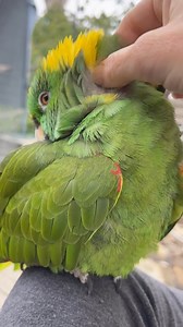 Sleepy Bird😴 #parrots #cuteanimals #cutepets | Parrot Playhouse