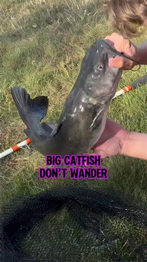 Locating Deep Holes That Hold TROPHY Catfish! 🎣 #shorts #fishing #catfish
