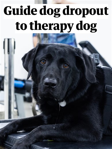 From Puppy Training to Therapy Dog: Marcus's Journey