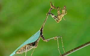 五龄雌性神隐螳螂展示（Sybilla pretiosa 非洲苔藓螳－神隐螳 ）