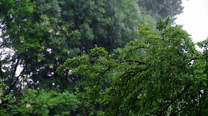 Heavy rain falling upon the trees in the forest.