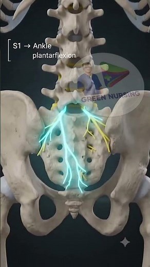 Myotomes Explained 🧠⚡ | Spinal Nerve Roots & Movements in 3D #3danimation #science#ytshorts