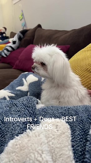 Introverts and Their Love for Dogs