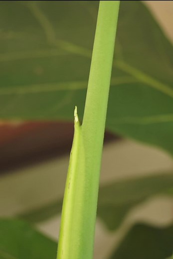 Monstera Growth Timelapse: 10 Days Progress | Plant Time-lapse Video