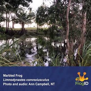 Calling on the remote island of Groote Eylandt NT is the Marbled frog (Limnodynastes convexiusculus). It looks similar to several species in the Limnodynastes family, but its call is a distinct high-pitched honking. Thanks for your #FrogID recording, Ann! #citscioz #nvw2021 | Frog ID