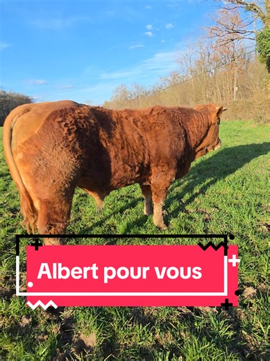 Albert, né en septembre 2024, est un veau très prometteur. Son papa, notre fameux Marcus Recommandé, et sa maman Thérèse lui ont transmis de très belles qualités. Vêlage facile, beau potentiel, belle génétique… tout pour plaire 👌 N’hésitez pas à me contacter pour plus d’informations.#agriculture #sylvie #🥰🥰🥰🥰