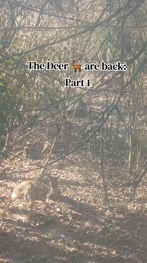 Part 1: The Deer are back... Come back for Part 2 of The Deer are back.. #deer #deerspotting #animals #fyp #foryoupage