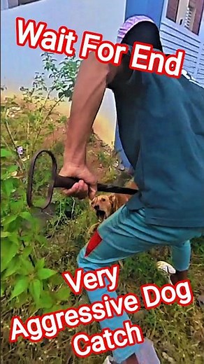 Goku Aggressive Dog Catch City #dog #goku #aggressive #streetdogrevival #ytviral