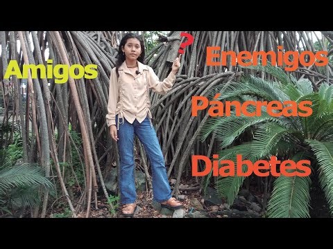 ¿ Cuál es la relación entre el páncreas y la Diabetes ? ✅🧬🩸
