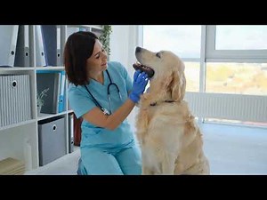 How to Trim Your Golden Retriever s Nails Safely and Effectively