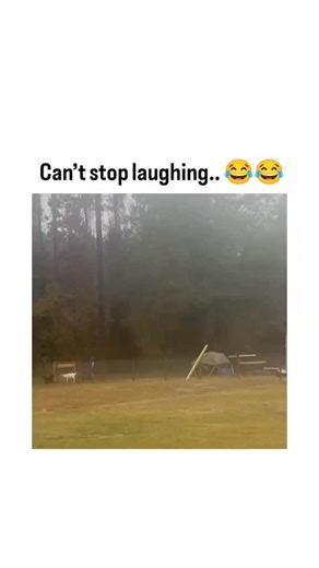 meme matrix on Instagram: "The post shares a 59-second video of a hooded herder futilely wrangling a herd of goats into a pen on a misty farm, amassing 462,000 views and 6,000 likes in hours for its chaotic, laugh-out-loud goat antics. Goats' cunning escapes stem from high intelligence; a 2016 Queen Mary University study found they match dogs in learning tasks, while a 2025 analysis confirmed they outsmart sheep and alpacas in problem-solving. Viewer replies amplify the fun, joking about needing