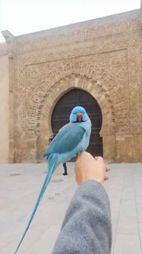 9K views · 212 reactions | Typical Parrot列 walk in the Wdaya #parrots #ringneck #bird #perroquet #rabat #morocco | Kabo Parrots | Facebook