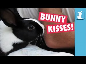 Bunny Love and Kisses
