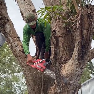 13K views · 86 reactions | The best skill man cutting mango tree stand near hom'e | johnnyringer | Facebook