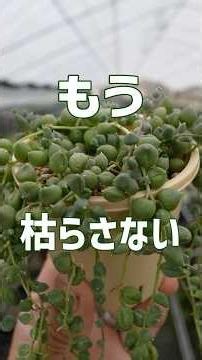 【Actually Easy】How to Keep Them Thriving Even in Summer