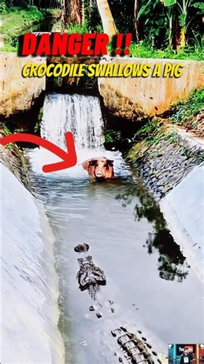 DANGER ! CROCODILE SWALLOWS A PIG #crocodile #pig #animals