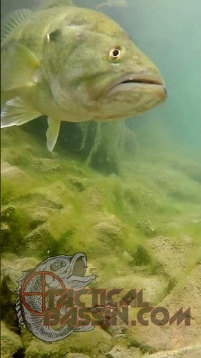 Bass Devours Little Crawfish! 🫣