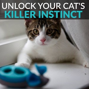 369K views · 3.7K shares | Cats aren't made to eat from a bowl. Cats...