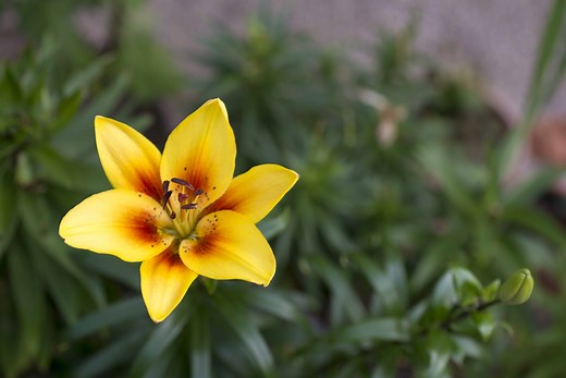 16 Beautiful Flowers That Start With L