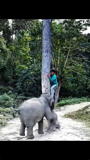 Baby Elephant’s Funniest Chase Game 😂❤️