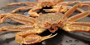 Billions of snow crab deaths off Alaska coast linked to marine heatwave