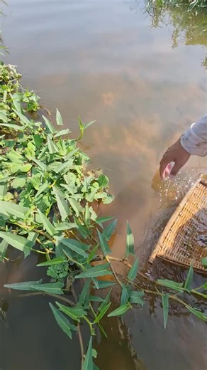 Betta Fish on Instagram: "New Place a lot Fish 💕 #beautifulfish🐠😍 #bettafish #fishing"