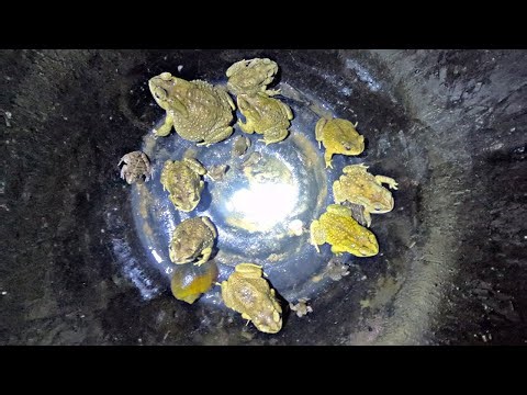 “Unexpected Toad Gathering 🐸 Nature’s Nighttime Surprise”