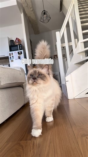 Pablo & Rodrigo on Instagram: "POV : vous êtes un tibia humain au Chartel 😂 . . . #sacredebirmanie #humour #cat #cute #lechartel"