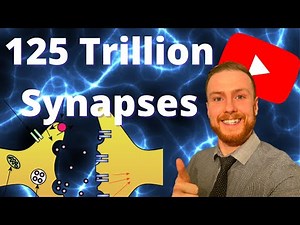 SYNAPSES AQA A-Level Biology