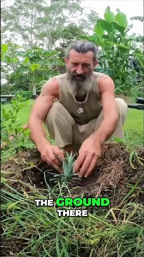 How to grow pineapples FOR FREE! 🍍