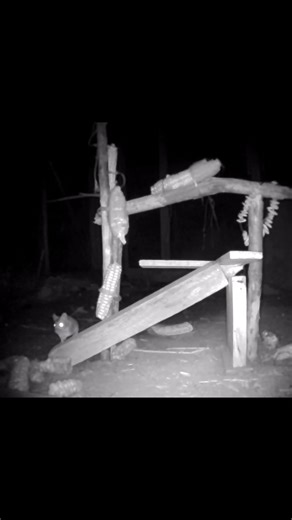 Wild Mice Love Corn at Night #wildlife #mouse #mice #animals