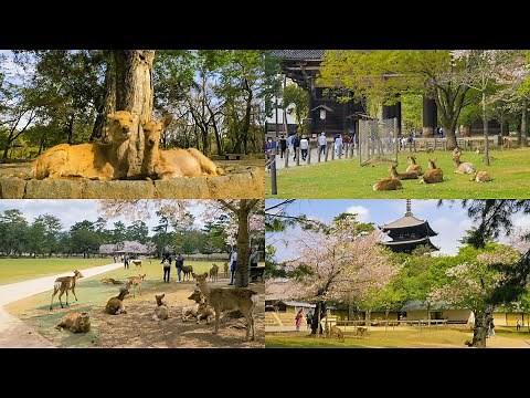 [4K] 奈良公園の鹿と桜 Deer and cherry blossoms in Nara Park,JAPAN