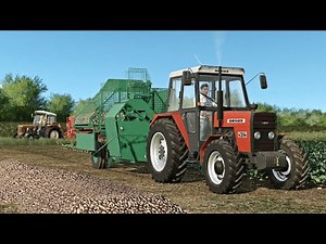 Holidays in Boćków - Digging beets in two sets.