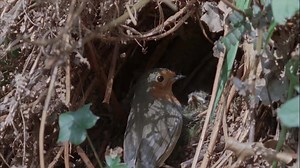 Robins get something of bad rep for being fiercely aggressive. But did you know that they have incredibly strong parental instincts and frequently feed the chicks and fledglings of other birds? 😍 | RSPB England