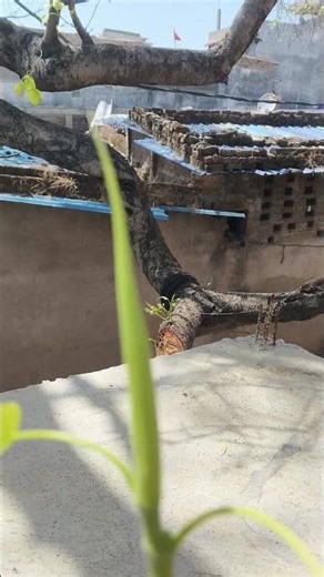 1K#suraj #nature #ihavethisthingwithplants #photography #lifeisbutadream #rose #flowers