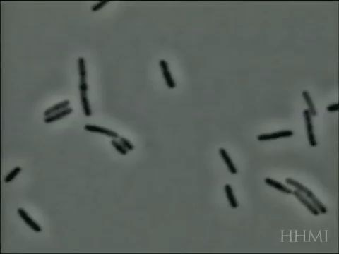 显微镜下青霉素一个一个“戳破”细菌