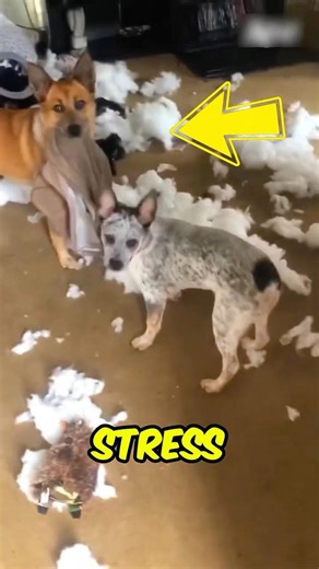 Why Dogs Destroy Things When You Leave 😭🐶 #shorts