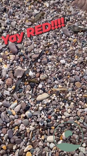 Weekend combing magic ✨ Nothing beats the thrill of finding that rare red sea glass! 🔴🌊 #Beachcombing #SeaGlassTreasure #redseaglass | Sea Glass Plaice