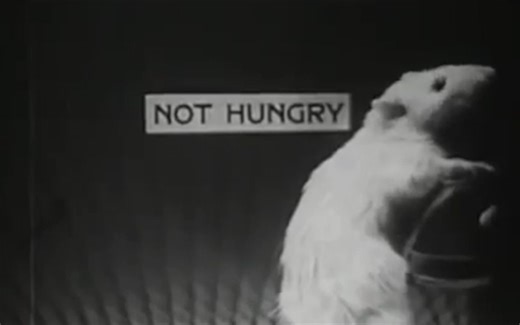 小鼠的学习实验【操作性条件反射】