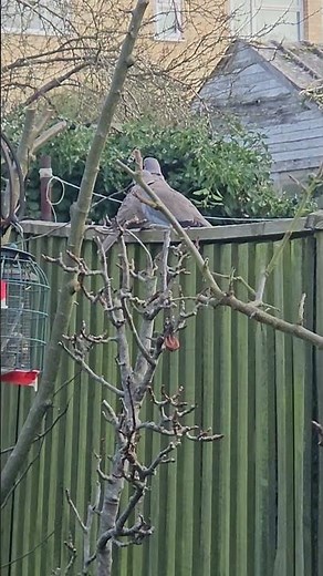 #Eurasian collared #doves - regular visitors to our #garden #collareddove | #shorts