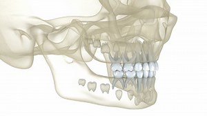 Baby Primary Tooth Eruption Medically Accurate Stock Footage Video (100% Royalty-free) 1086770246 | Shutterstock