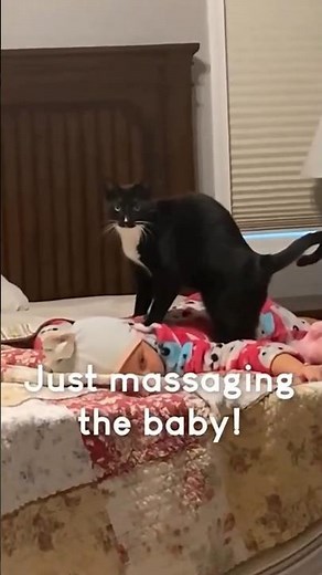 So Cute… So Dumb 😂🐱 – Funny Cats #170