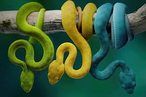 Snake Eyes (Deciphering Serpents from Description)