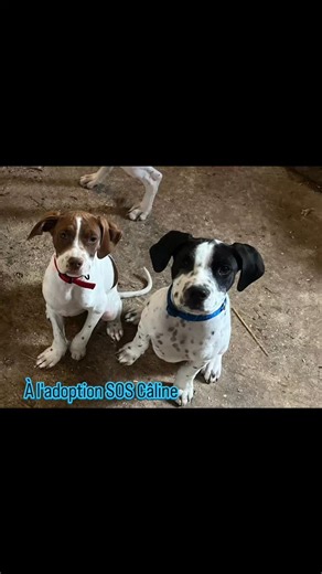 23 reactions · 31 shares |  À l’adoption au refuge SOS Câline (36) ...