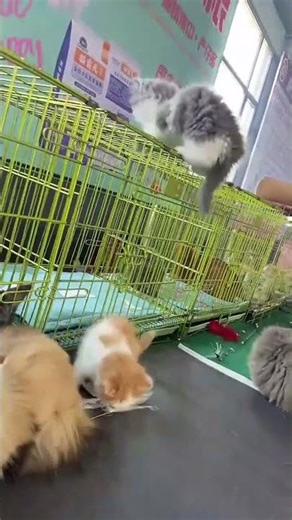 Gravity? Never Heard of It! 😂 High-Energy Kitten Jump at the Market!